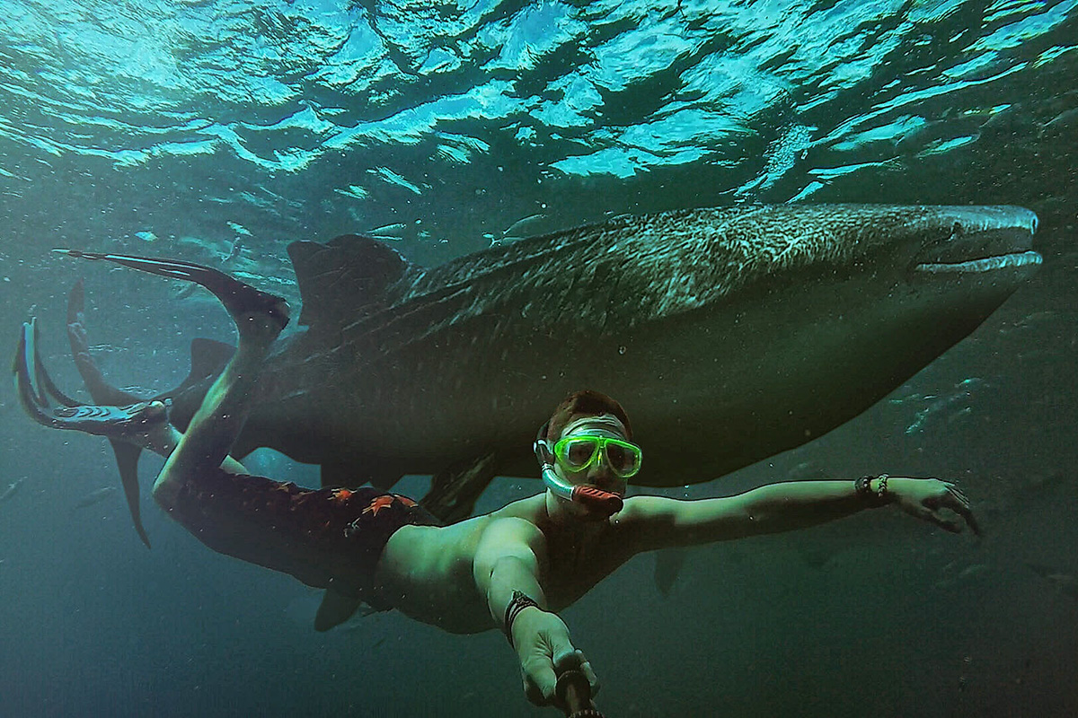 Rendezvous mit einem Walhai